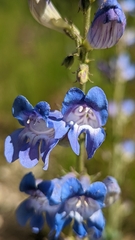Penstemon leiophyllus