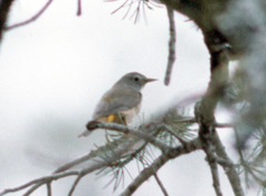 Leiothlypis crissalis