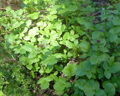 Valeriana sitchensis