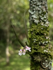Ionopsis satyrioides