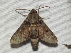 Cautethia spuria