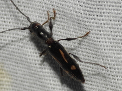 Neocompsa exclamationis