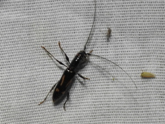 Neocompsa exclamationis