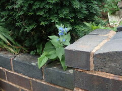 Pentaglottis sempervirens