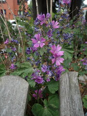 Malva sylvestris