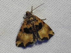 Cobubatha dividua
