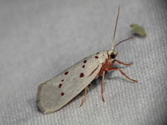 Enaemia basistriga
