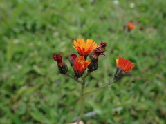 Pilosella aurantiaca