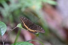 Lexias panopus