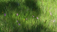 Calopogon tuberosus tuberosus