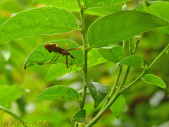 Epidaus sexspinus