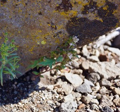 Phacelia purpusii