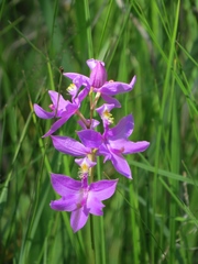 Calopogon tuberosus tuberosus