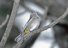 Leiothlypis crissalis