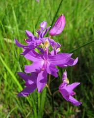 Calopogon tuberosus tuberosus