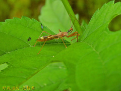 Epidaus sexspinus