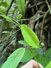 Passiflora ambigua
