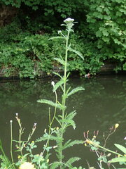Achillea millefolium