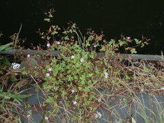 Geranium robertianum