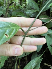 Passiflora ambigua