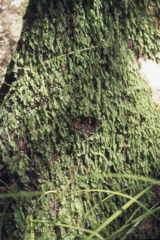 Hymenophyllum capense