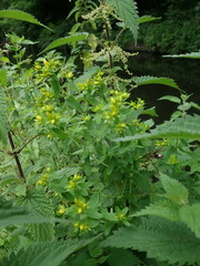 Hypericum perforatum