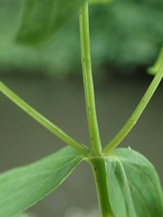 Hypericum perforatum