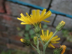 Hieracium