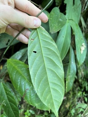 Passiflora ambigua