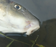 Catostomus occidentalis