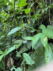Passiflora ambigua