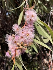 Eucalyptus albopurpurea