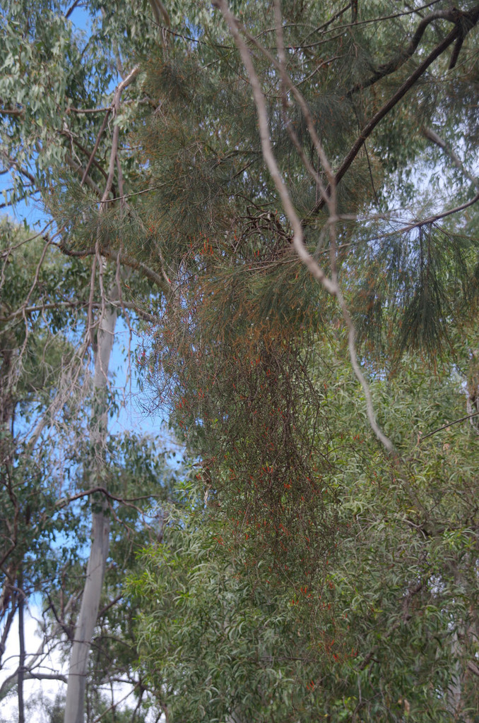Lysiana filifolia