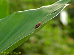 Sphenocorynes kosempoensis