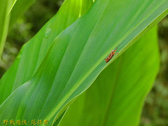 Sphenocorynes kosempoensis