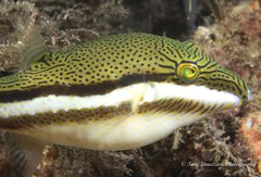 Canthigaster callisterna