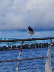 Nycticorax nycticorax