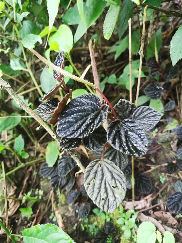 Foto de Peperômia