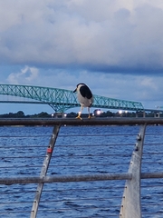 Nycticorax nycticorax