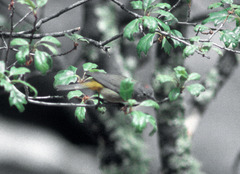 Leiothlypis crissalis