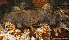 Orectolobus halei