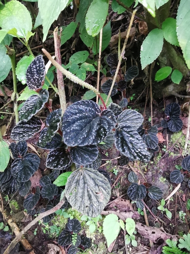 Foto de Peperômia