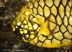 Cleidopus gloriamaris