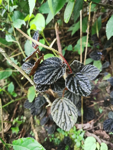Foto de Peperômia