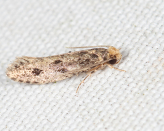 Niditinea orleansella