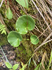 Parnassia asarifolia
