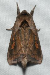 Bellura densa