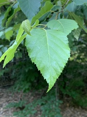 Betula × caerulea