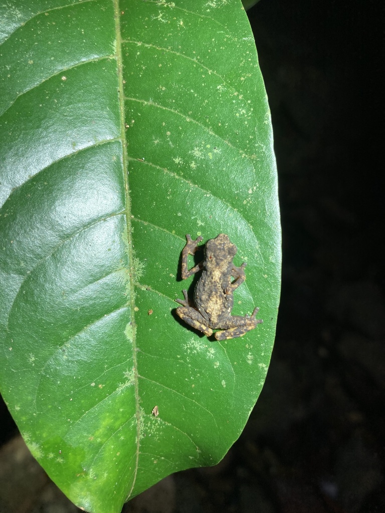 Eastern Mindanao Dwarf Toad