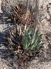 Agave parviflora